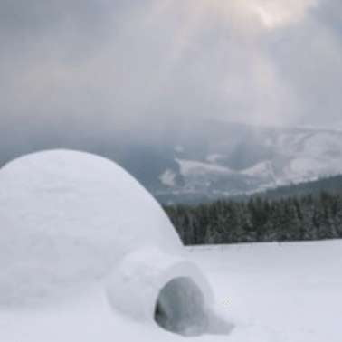 ABSINTHE boréale - Image 5