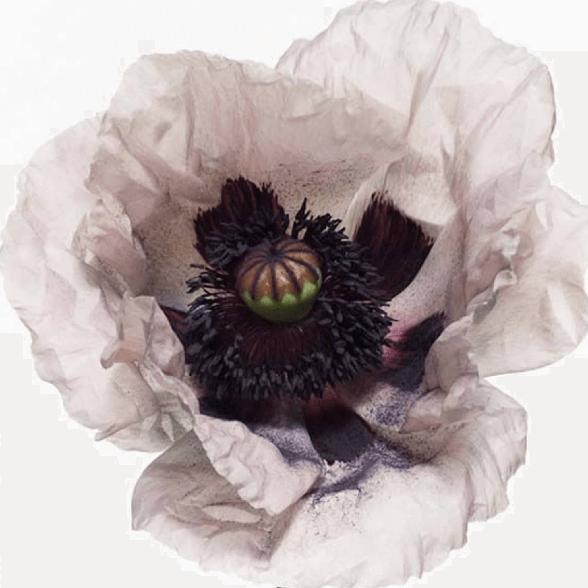 Bouquet de Hongrie - Image 4