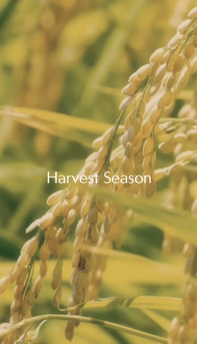 Harvest Season - Image 2