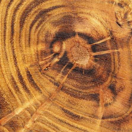 NEROLI nasimba - Image 4