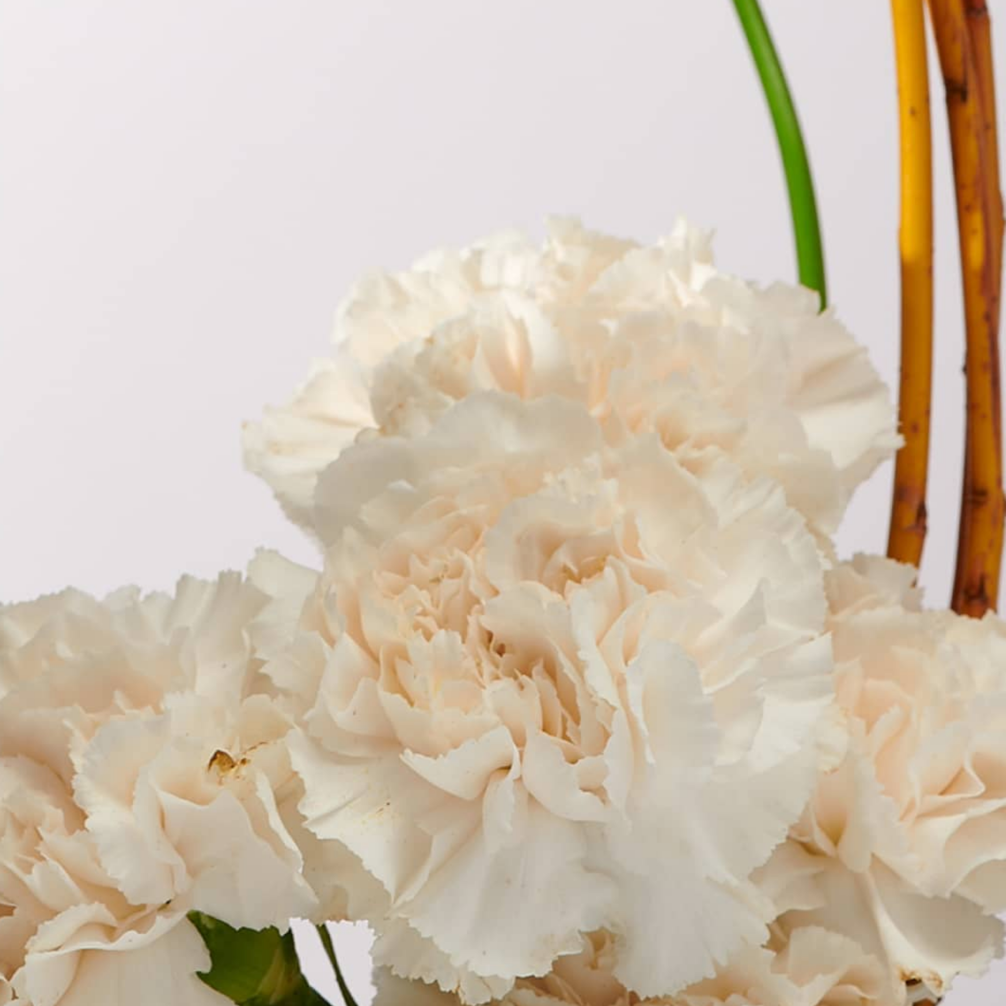 Tuberose Imperiale - Image 2